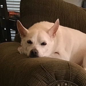 Meet your Posher, Perry